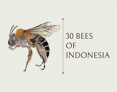 30 Bees of Indonesia