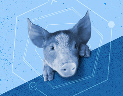 Pig 360 Conference