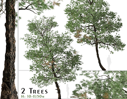 Set of Gray Pine Tree (Pinus sabiniana) (2 Trees)