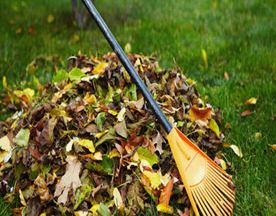 Yard Cleanup Services in Lakeside Green