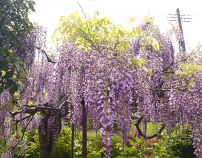 wisteria trellis