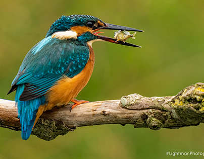 Beautiful kingfisher nabs its prey in the blink of eye