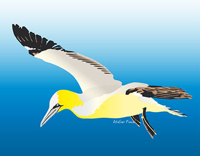 Fou de bassan - Illustration oiseau