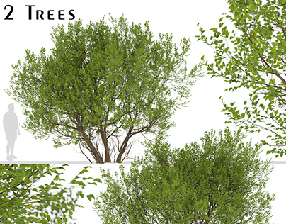 Set of Common Hazel Trees (Corylus avellana) (2 Trees)