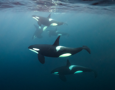 Orcas Of Northern Norway
