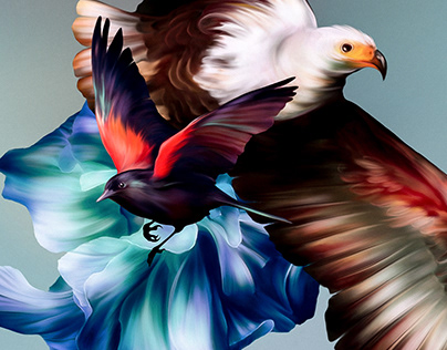 The Bald Eagle, Illustration