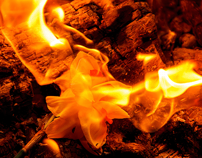 Feuerblumen Fotografie Teil 2