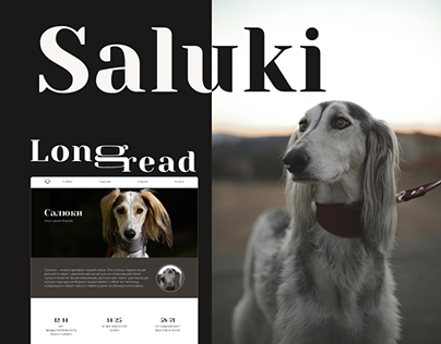 Longread | Saluki Persian Greyhound