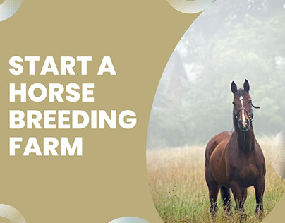 How To Start A Horse Breeding Farm