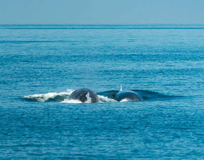 Regreso Triunfal: Ballenas Azules de Atlántico Sur