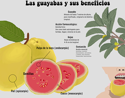Infografico Guayabas y beneficios