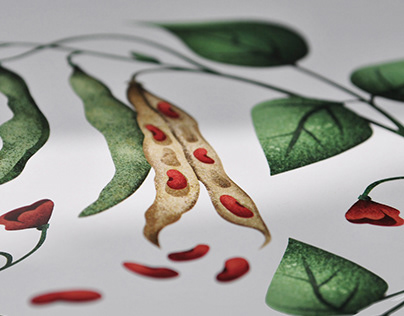Botanical illustrations for GARU packaging
