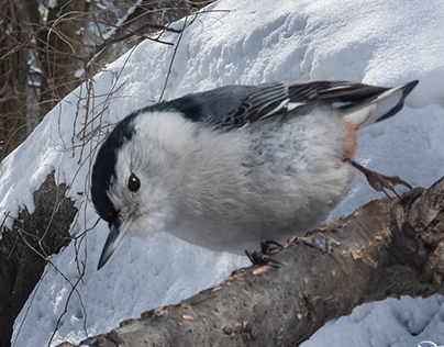 Nuthatch in the Snow