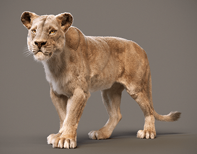 Lion Model