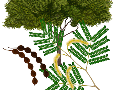 Piptadenia moniliformis Tree
