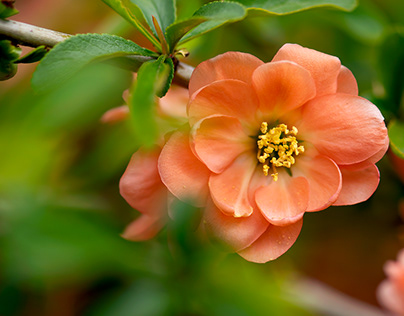 Coral Flowering Quince