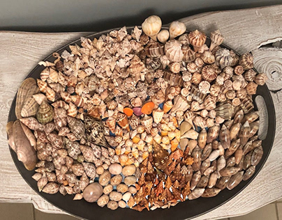 Types of Seashells