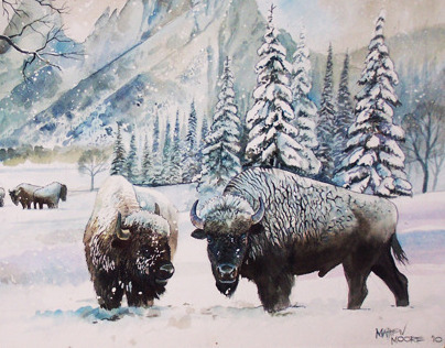 Bison in Winter Setting - Watercolor on paper