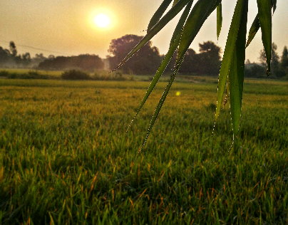 Sunrise at Rice Field