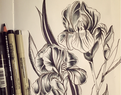 Sketching iris