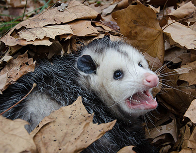 Project thumbnail - Emergency Possum Removal Services in Adelaide