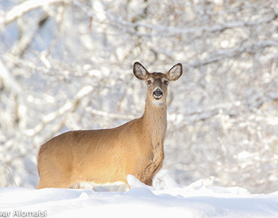lonely deer in the snow