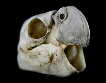 Psittaciformes (Study of a Parrot Skull)