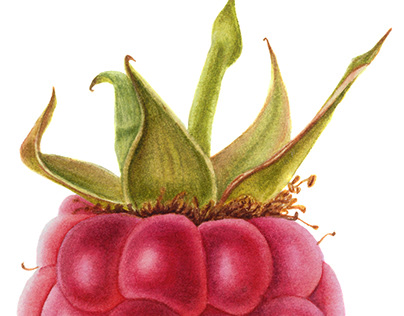 Raspberry watercolor