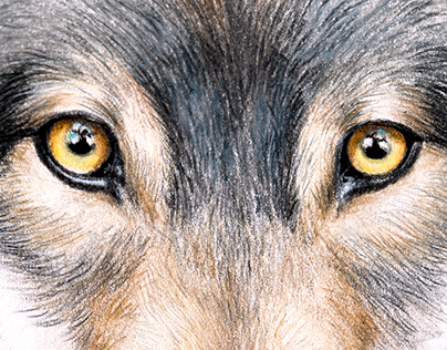 Watercolor painting of a gray wolf
