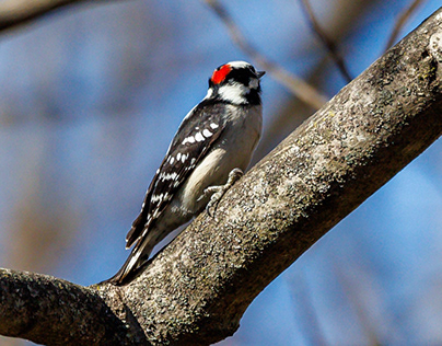 Downy woodpeckers