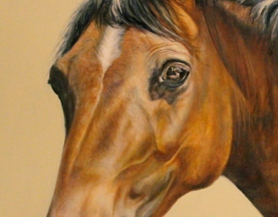 Equine Painting Commissions