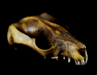 Phalangeriformes (Study of a Possum Skull)