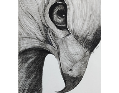 The eagle eye