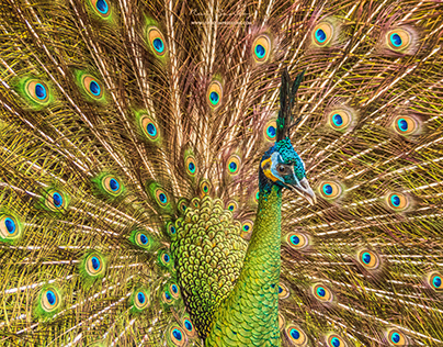🦚 Peacock Portrait