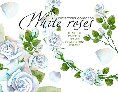 White roses watercolor collection