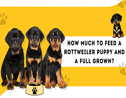 How Much To Feed A Rottweiler Puppy And A Full Grown?