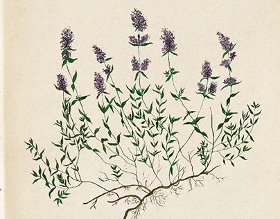 Botanical illustration: hand painted