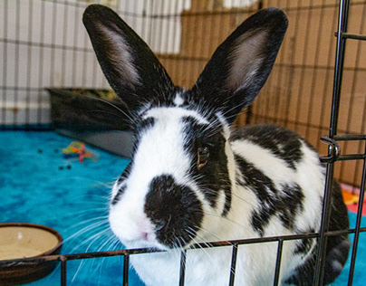 Gallery: GHRS Adoptable Rabbits