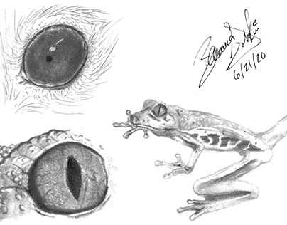 Tree Frog Sketch