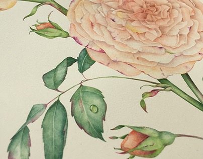 English Rose watercolor illustration