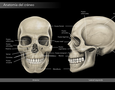 Project thumbnail - Anatomía del cráneo