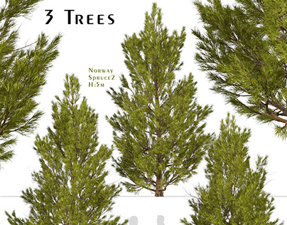 Set of Norway spruce Trees (Picea abies) (3 Trees)