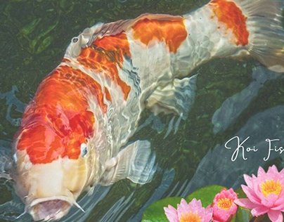 Koi Fish -Value Addition For Exports and Retail