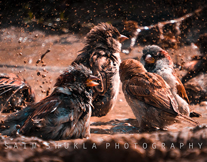 SPARROW BATHING ON MUD | NATURE PHOTOGRAPHY