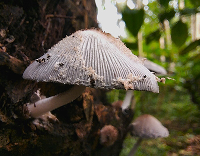 Bokeh Mushroom Texture Backgroun Photography
