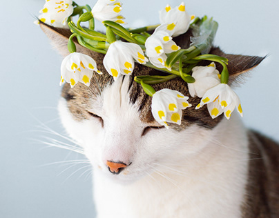 cat with flowercrown