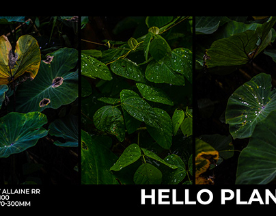 Nature Photography 2023 - Hello Plants ( NIKON D5100)
