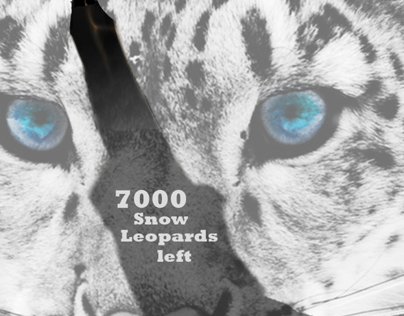 Snow leopard project