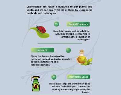 Say Goodbye to Leafhoppers: Effective Methods