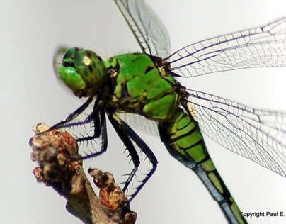 Portrait of a Dragonfly